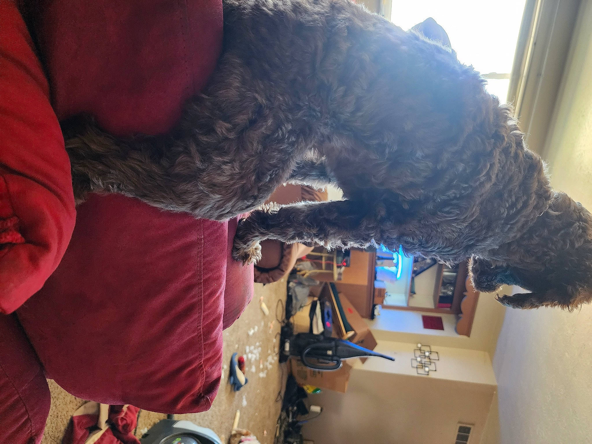 Eddie is registered to the contest to win money with this photo: curtain, flesh, fun, fur, hair_coloring, hat, machine, room, sporting_group, textile, visual_arts