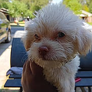 Charlie is registered to the contest to win money with this photo: puppy, dog, white, fluffy, pet, outdoor, hand, blurred_background, trees, car, house, curious, closeup, animal, young, cute, fur, nose, ears, daytime