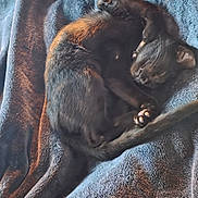 Turbo is registered to the contest to win money with this photo: animal, black_cat, blanket, cat, cozy, curled_up, domestic_cat, fabric, feline, fur, indoors, nap, paw, pet, relaxation, resting, sleep, sleeping_cat, soft_texture, tail