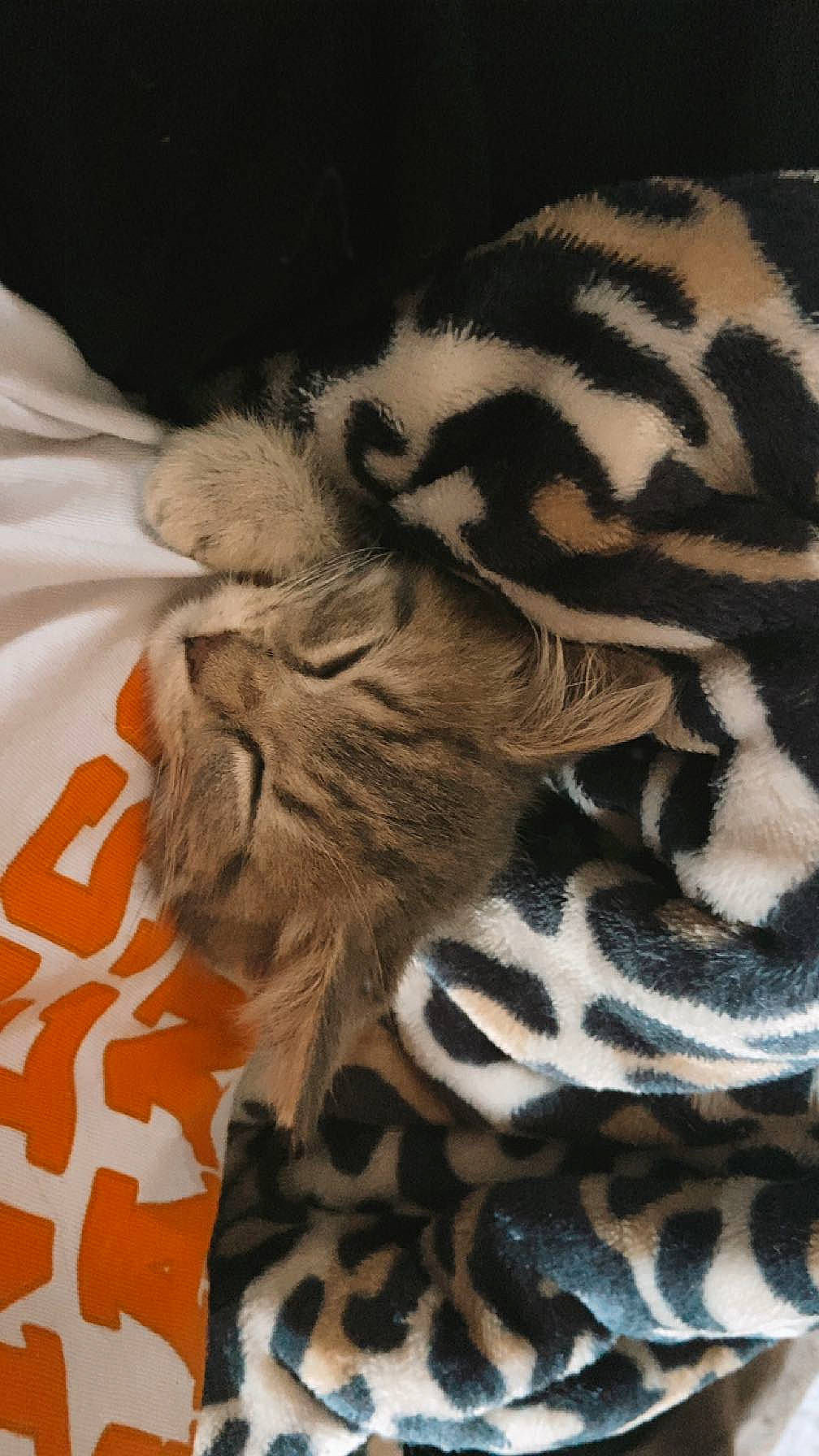 Speedy joined the competition — help win amazing prizes! bengal_tiger, big_cats, carnivore, cat, close_up, comfort, fawn, felidae, fur, organism, pattern, siberian_tiger, sleeve, small_to_medium_sized_cats, snout, terrestrial_animal, tiger, vertebrate, whiskers, wildlife