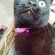 Moustache a rejoint le concours — aidez-le/la à gagner de superbes lots ! cat, black_cat, pet, collar, bell, close_up, indoor, person, face, curious, wide_eyes, fur, whiskers, animal, domestic, portrait, cute, young_cat, head, looking