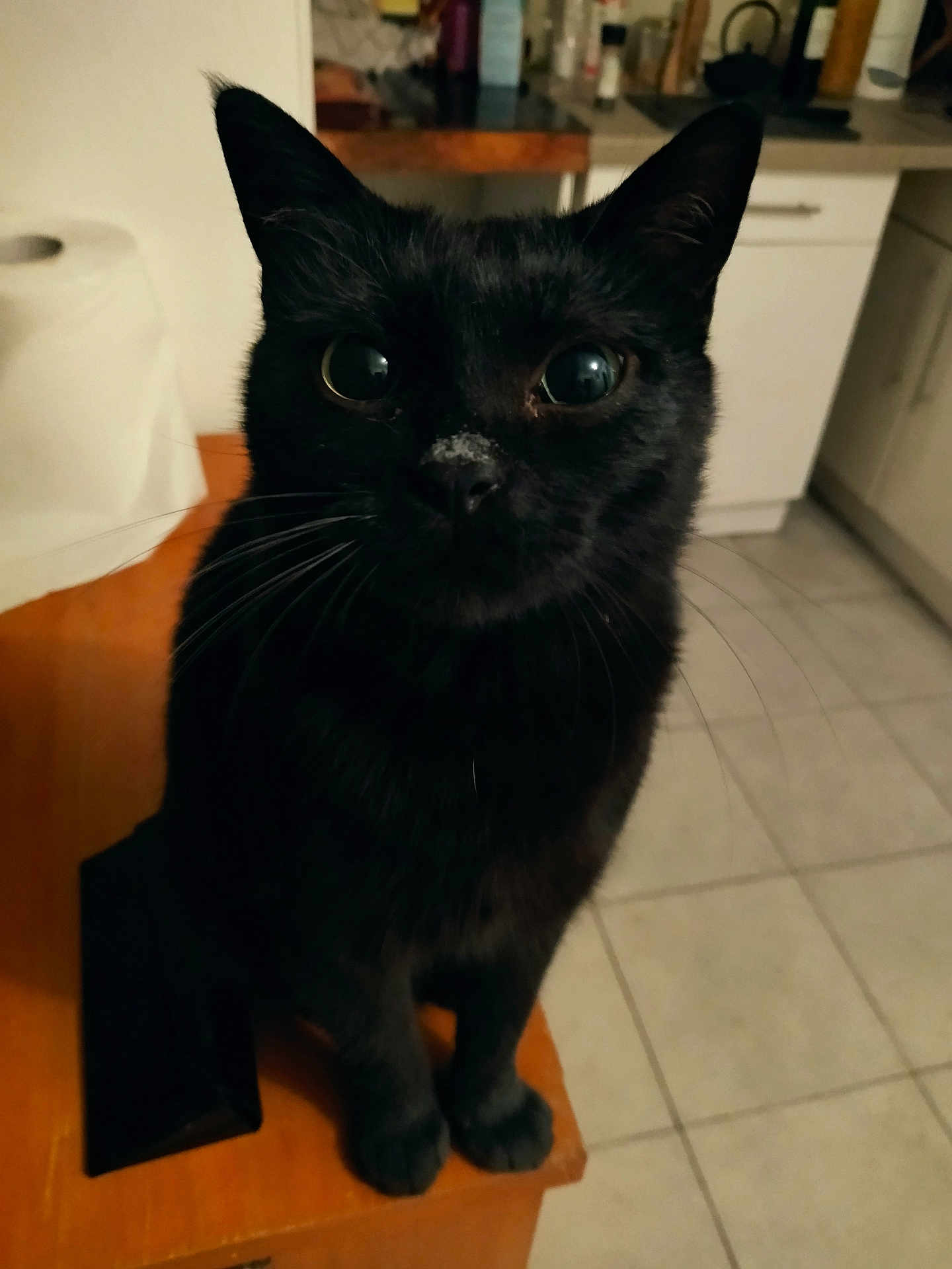 Moustache participe au concours pour gagner de l'argent avec cette photo : black_cat, cat, pet, indoor, kitchen, wooden_surface, whiskers, curious, animal, feline, eyes, floor_tiles, cabinet, domestic, mammal, closeup, sitting, fur, table, home