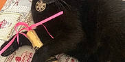 Moustache participe au concours pour gagner de l'argent avec cette photo : black_cat, cat, toy, cushion, indoor, pet, animal, green_eyes, patterned_fabric, ribbons, golden_toy, black_fur, relaxed, cute, domestic_cat, playing, resting, feline, close_up, cozy