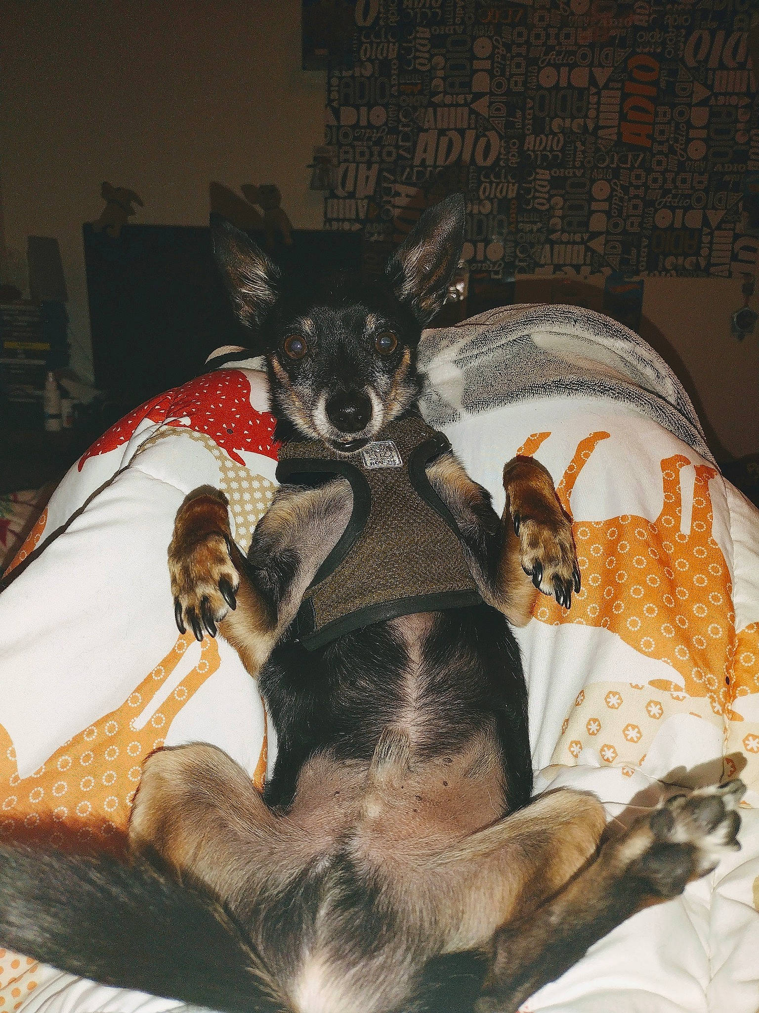 Bugsy is registered to the contest to win money with this photo: carnivore, chihuahua, comfort, companion_dog, couch, dog, dog_breed, dog_supply, ear, fawn, felidae, fur, paw, small_to_medium_sized_cats, snout, sporting_group, tail, toy_dog, whiskers, working_animal