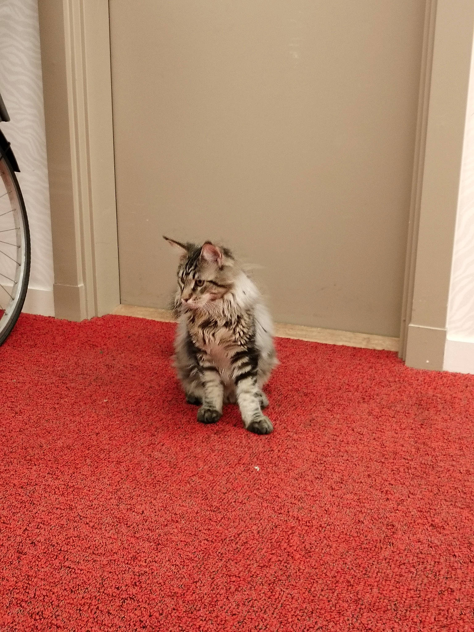 Archy a rejoint le concours — aidez-le/la à gagner de superbes lots ! bicycle_tire, bicycle_wheel_rim, carnivore, carpet, cat, comfort, domestic_short_haired_cat, door, felidae, floor, flooring, fur, grey, hardwood, small_to_medium_sized_cats, tail, tire, wheel, whiskers, wood