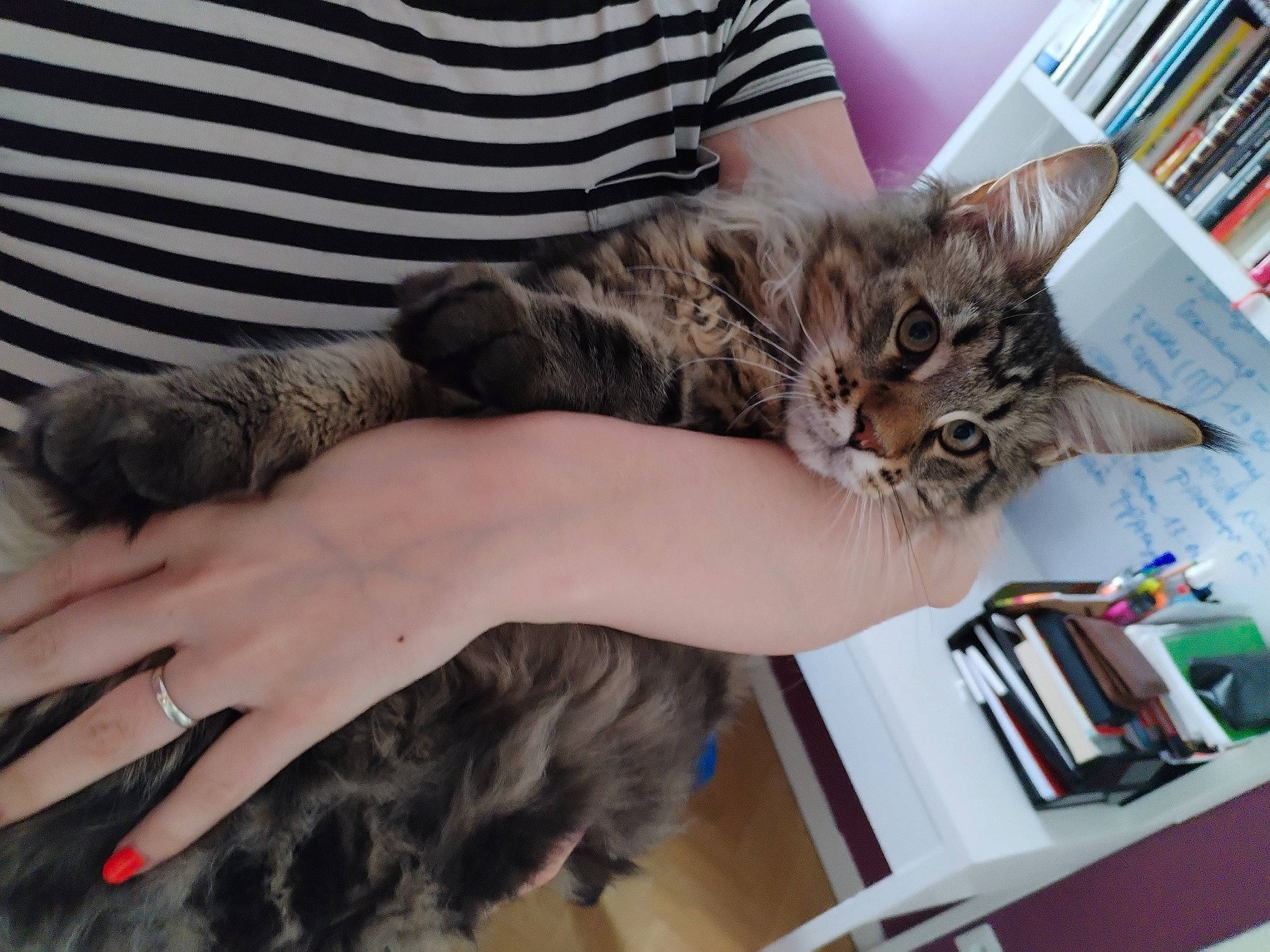 Archy participe au concours pour gagner de l'argent avec cette photo : book, bookcase, carnivore, cat, claw, comfort, domestic_short_haired_cat, felidae, fur, gesture, lap, mammal, paw, publication, shelf, shelving, small_to_medium_sized_cats, vertebrate, whiskers, wrist