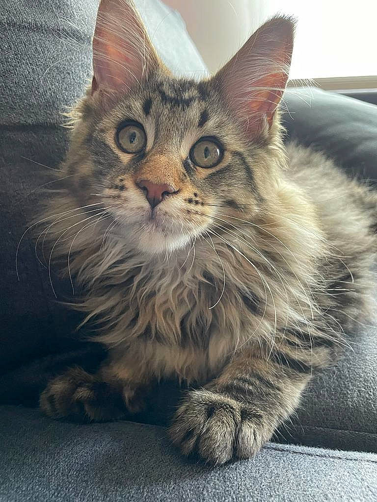 Archy participe au concours pour gagner de l'argent avec cette photo : carnivore, cat, claw, domestic_short_haired_cat, felidae, fur, maine_coon, paw, sitting, small_to_medium_sized_cats, snout, tail, terrestrial_animal, whiskers, window