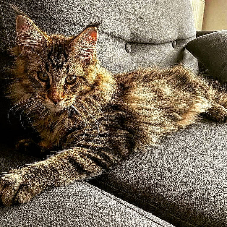 Archy a rejoint le concours — aidez-le/la à gagner de superbes lots ! carnivore, cat, claw, comfort, domestic_short_haired_cat, eye, felidae, flooring, fur, grey, paw, shadow, sitting, small_to_medium_sized_cats, snout, tail, terrestrial_animal, tree, whiskers, wildlife