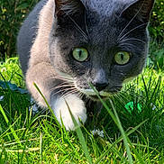 Nala a rejoint le concours — aidez-le/la à gagner de superbes lots ! cat, gray_cat, green_eyes, white_paw, grass, outdoor, nature, close_up, animal, pet, whiskers, muzzle, sunlight, daylight, cautious, curious, feline, flora, greenery, garden