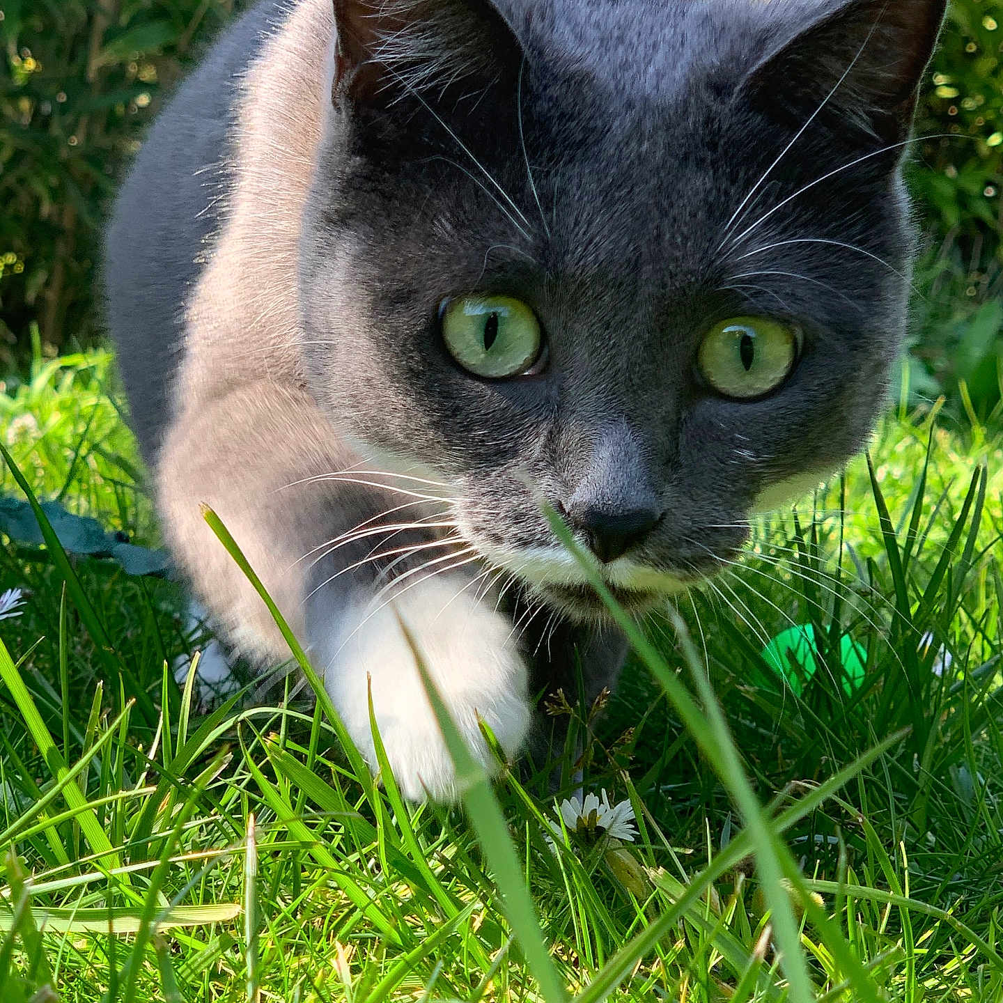 Nala a rejoint le concours — aidez-le/la à gagner de superbes lots ! animal, cat, cautious, close_up, curious, daylight, feline, flora, garden, grass, gray_cat, green_eyes, greenery, muzzle, nature, outdoor, pet, sunlight, whiskers, white_paw