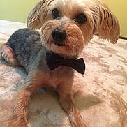 Ranger joined the competition — help win amazing prizes! animal, beige, blanket, bow_tie, canine, companion, cute, dog, domestic, ears, fur, green_wall, indoor, lying_down, paws, pet, portrait, small_dog, snout, soft_texture