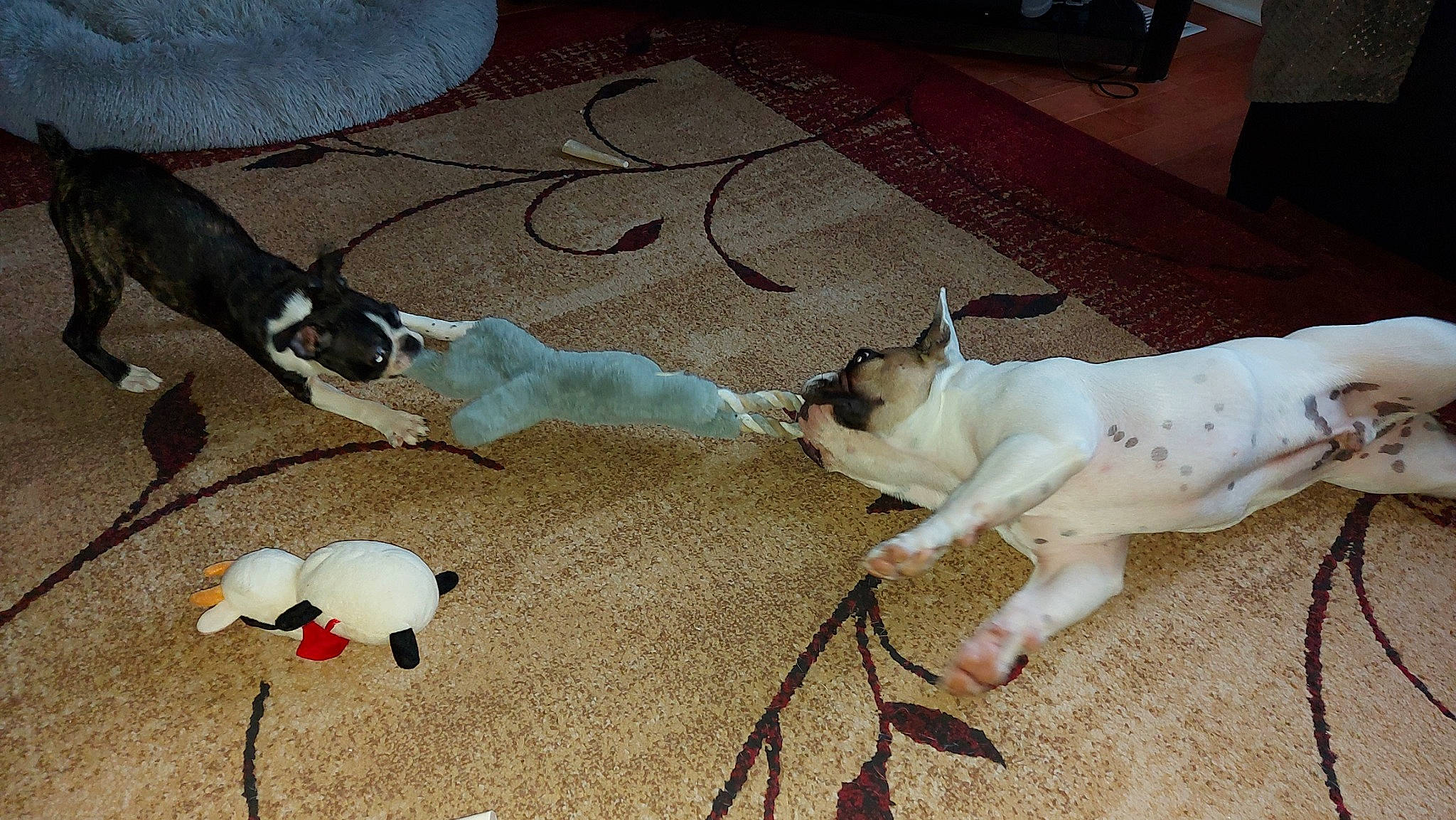 Bullet is registered to the contest to win money with this photo: canidae, carnivore, collar, comfort, companion_dog, dog, dog_breed, dog_supply, fawn, felidae, flooring, fur, leash, paw, small_to_medium_sized_cats, snout, sporting_group, tail, whiskers, working_animal