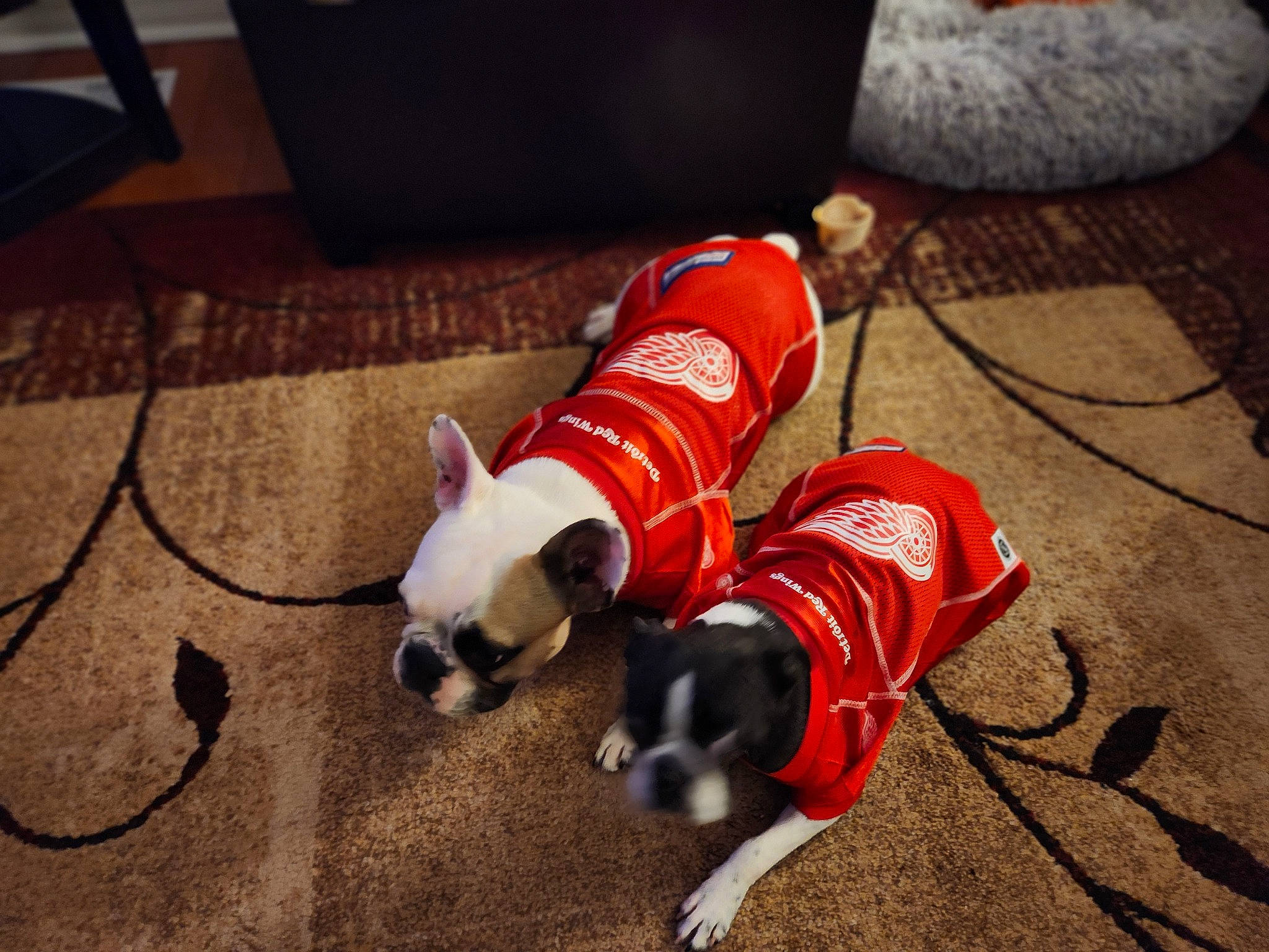 Bullet is registered to the contest to win money with this photo: canidae, carnivore, collar, comfort, companion_dog, dog, dog_breed, dog_clothes, dog_supply, fawn, floor, flooring, leash, pet_supply, snout, sporting_group, tail, toy_dog, wood, working_animal