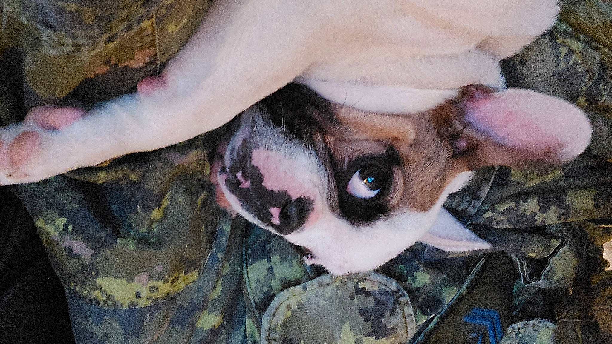 Bullet joined the competition — help win amazing prizes! art, dress, eye, eyelash, fictional_character, flesh, fur, gesture, grass, hair, hand, human_body, military_camouflage, pattern, plant, sunglasses, toy, tree, visual_arts, whiskers