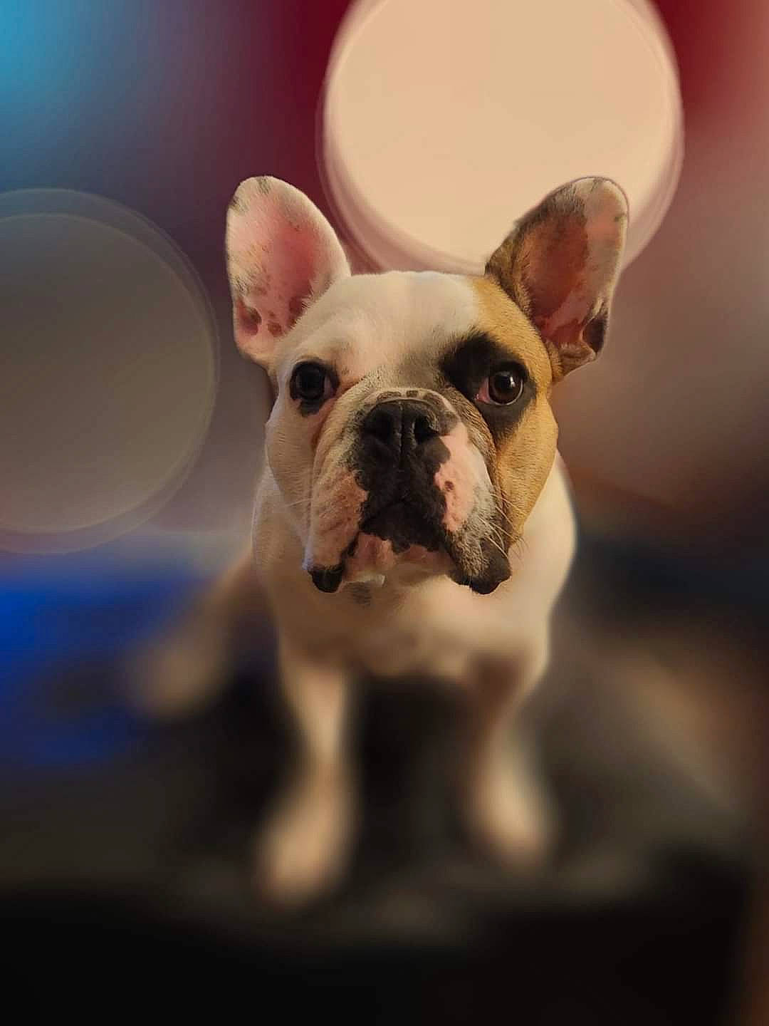 Bullet is registered to the contest to win money with this photo: boston_terrier, bulldog, canidae, carnivore, companion_dog, dog, dog_breed, dog_collar, ear, fawn, french_bulldog, happy, macro_photography, snout, sporting_group, terrestrial_animal, toy, toy_dog, whiskers, working_animal