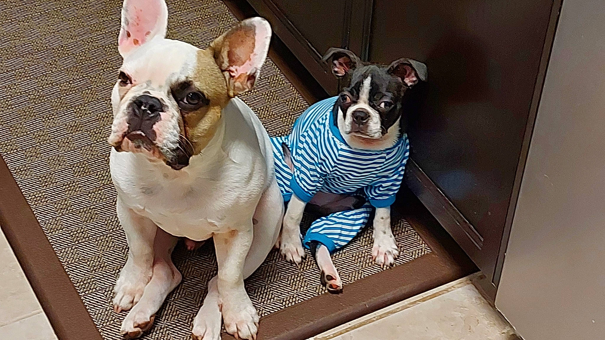 Bella is registered to the contest to win money with this photo: bulldog, canidae, carnivore, collar, comfort, companion_dog, dog, dog_breed, dog_collar, dog_supply, ear, fawn, mammal, pet_supply, snout, sporting_group, toy_dog, vertebrate, whiskers, working_animal