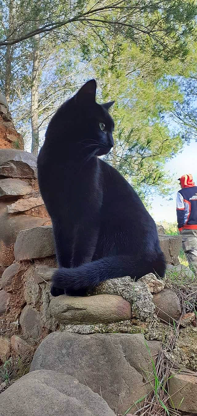 Souris a rejoint le concours — aidez-le/la à gagner de superbes lots ! bedrock, black_cat, carnivore, cat, cobblestone, felidae, fur, organism, outcrop, rock, rubble, small_to_medium_sized_cats, snout, stone_wall, sun_hat, tail, terrestrial_animal, vertebrate, whiskers