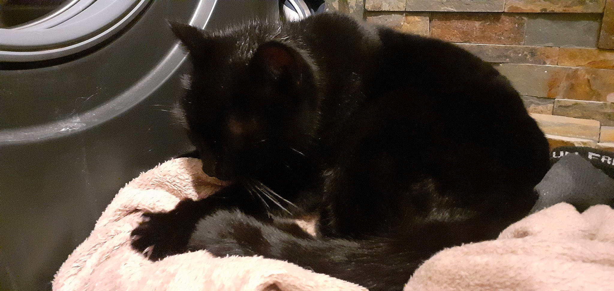 Souris a rejoint le concours — aidez-le/la à gagner de superbes lots ! black_cat, brickwork, carnivore, cat, comfort, felidae, fur, pet_supply, small_to_medium_sized_cats, snout, terrestrial_animal, vertebrate, whiskers