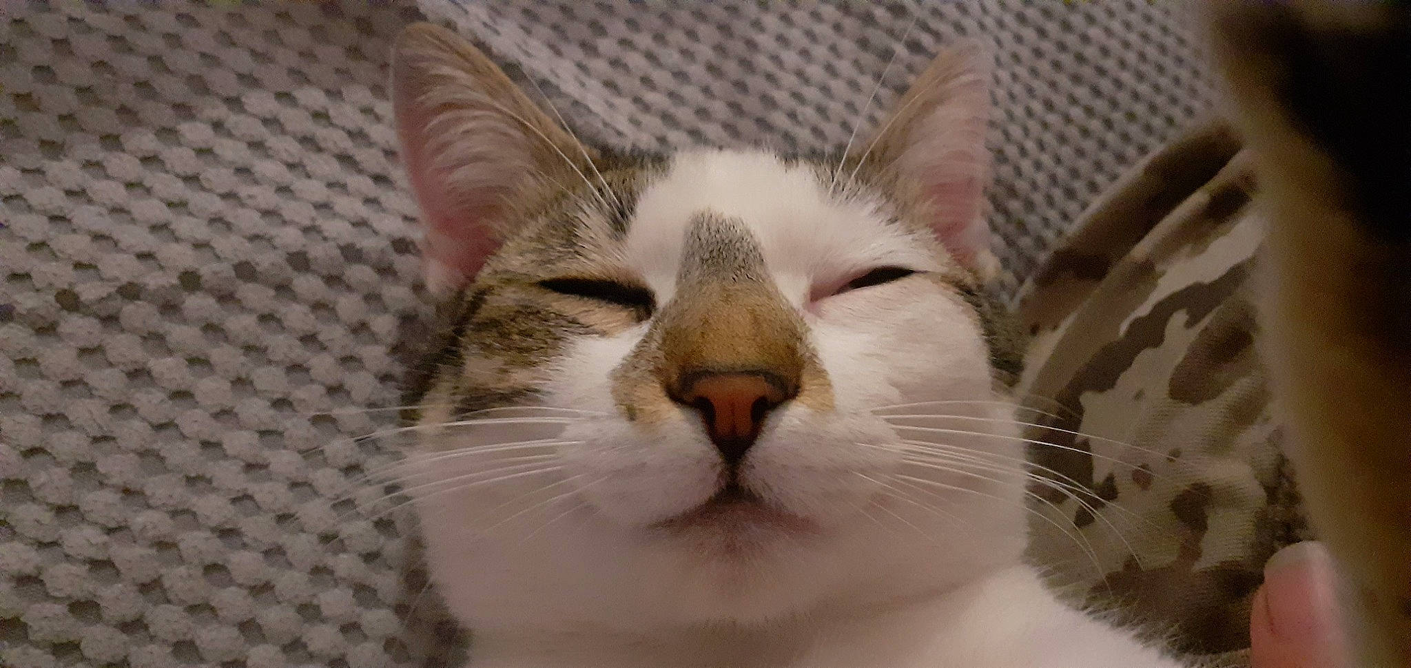 Choupette a rejoint le concours — aidez-le/la à gagner de superbes lots ! carnivore, cat, comfort, domestic_short_haired_cat, felidae, fur, nap, paw, sleep, small_to_medium_sized_cats, snout, terrestrial_animal, whiskers