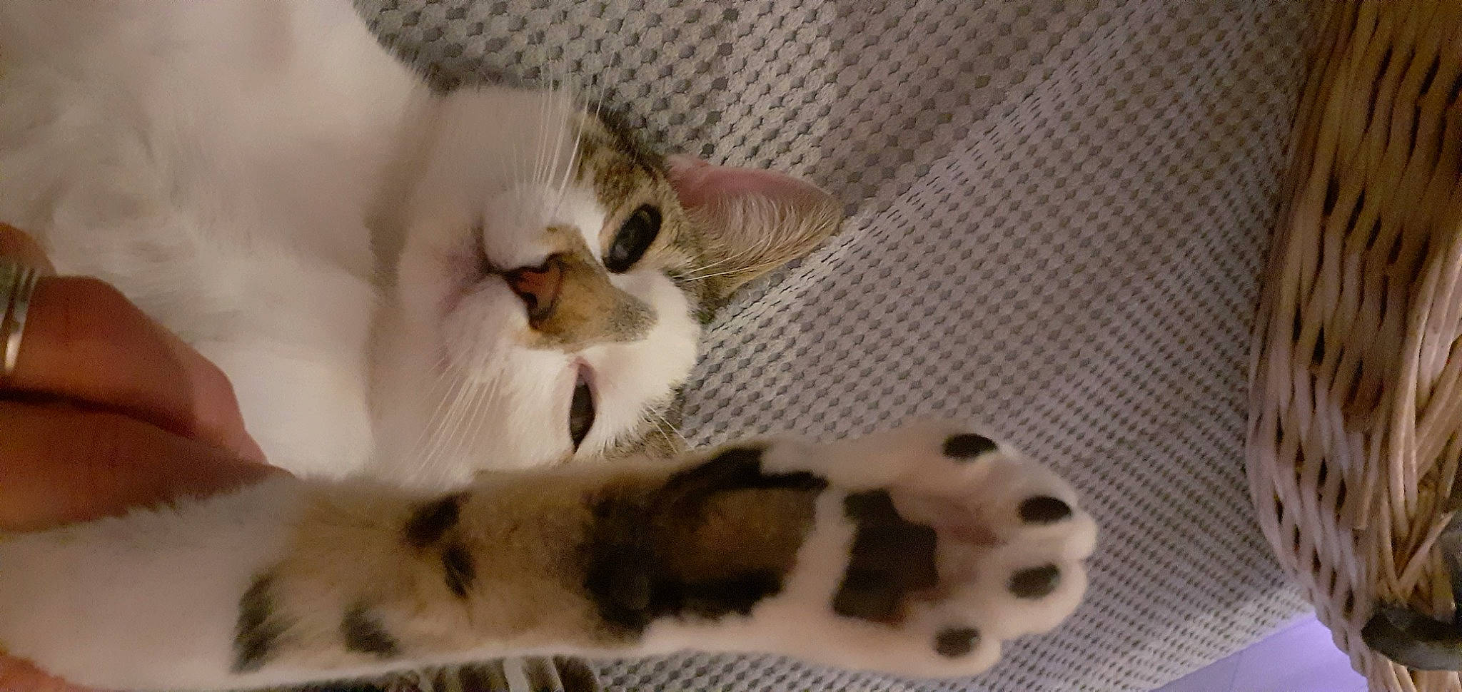 Choupette a rejoint le concours — aidez-le/la à gagner de superbes lots ! carnivore, cat, cat_bed, cat_supply, claw, comfort, domestic_short_haired_cat, fawn, felidae, fur, pattern, paw, pet_supply, small_to_medium_sized_cats, snout, tail, whiskers