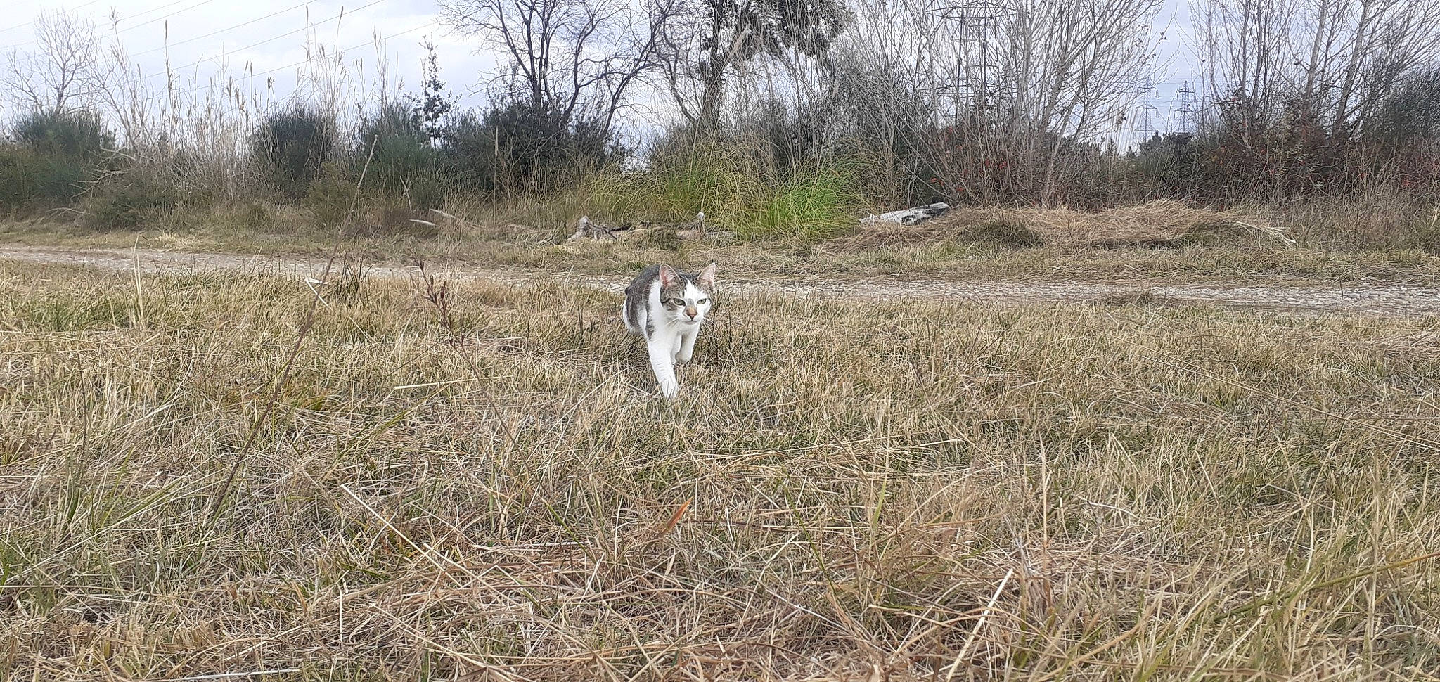 Choupette participe au concours pour gagner de l'argent avec cette photo : canidae, carnivore, dog, dog_breed, fawn, felidae, field, grass, grassland, landscape, natural_landscape, pasture, plant, prairie, sky, soil, sporting_group, terrestrial_animal, tree, wildlife