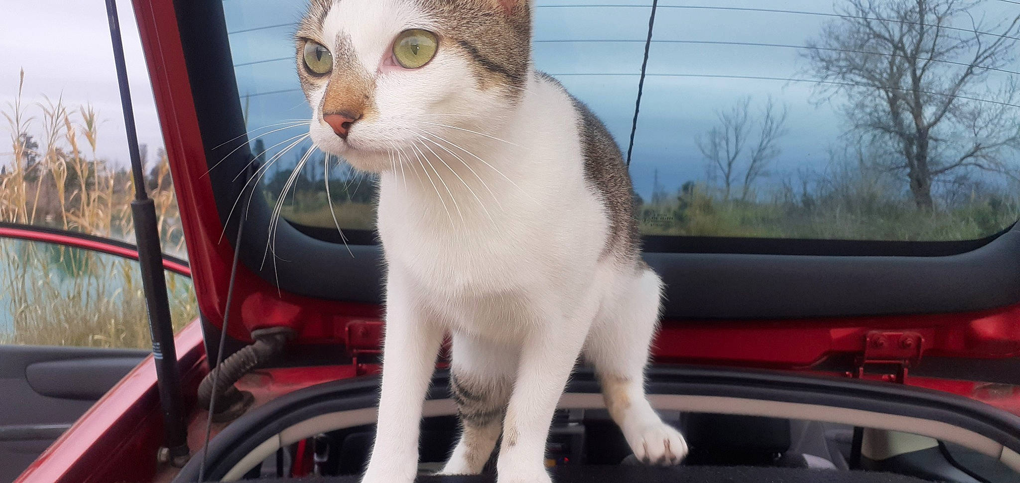 Choupette participe au concours pour gagner de l'argent avec cette photo : automotive_tire, carnivore, cat, domestic_short_haired_cat, fawn, felidae, fender, fur, mammal, sky, small_to_medium_sized_cats, snout, tail, tire, tree, vehicle, wheel, whiskers, window, windshield