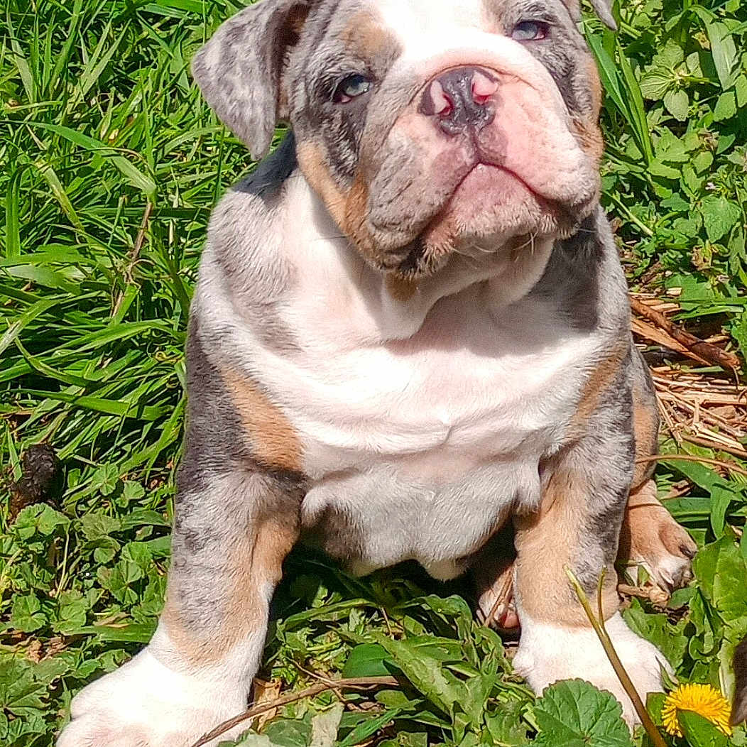 Diablo joined the competition — help win amazing prizes! animal, bostonbull, boxer, bulldog, canine, dog, flower, frenchbulldog, geranium, grass, green, herbal, herbs, leaf, pet, pitbull, plant, puppy, soil, whitedog