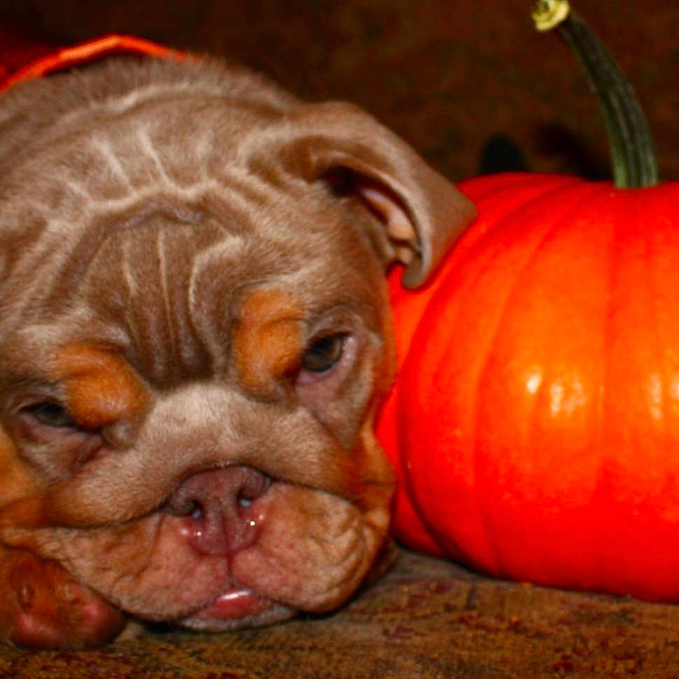 Eve joined the competition — help win amazing prizes! animal, boxer, bulldog, canine, dog, face, food, frenchbulldog, head, leaf, person, pet, photography, pitbull, plant, produce, pumpkin, puppy, squash, vegetable