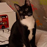 Chi a rejoint le concours — aidez-le/la à gagner de superbes lots ! cat, tuxedo_cat, pet, indoor, bed, bedding, curious, black_and_white, whiskers, ears, eyes, feline, animal, cute, sitting, home, decor, toy, patterned_wall, cozy