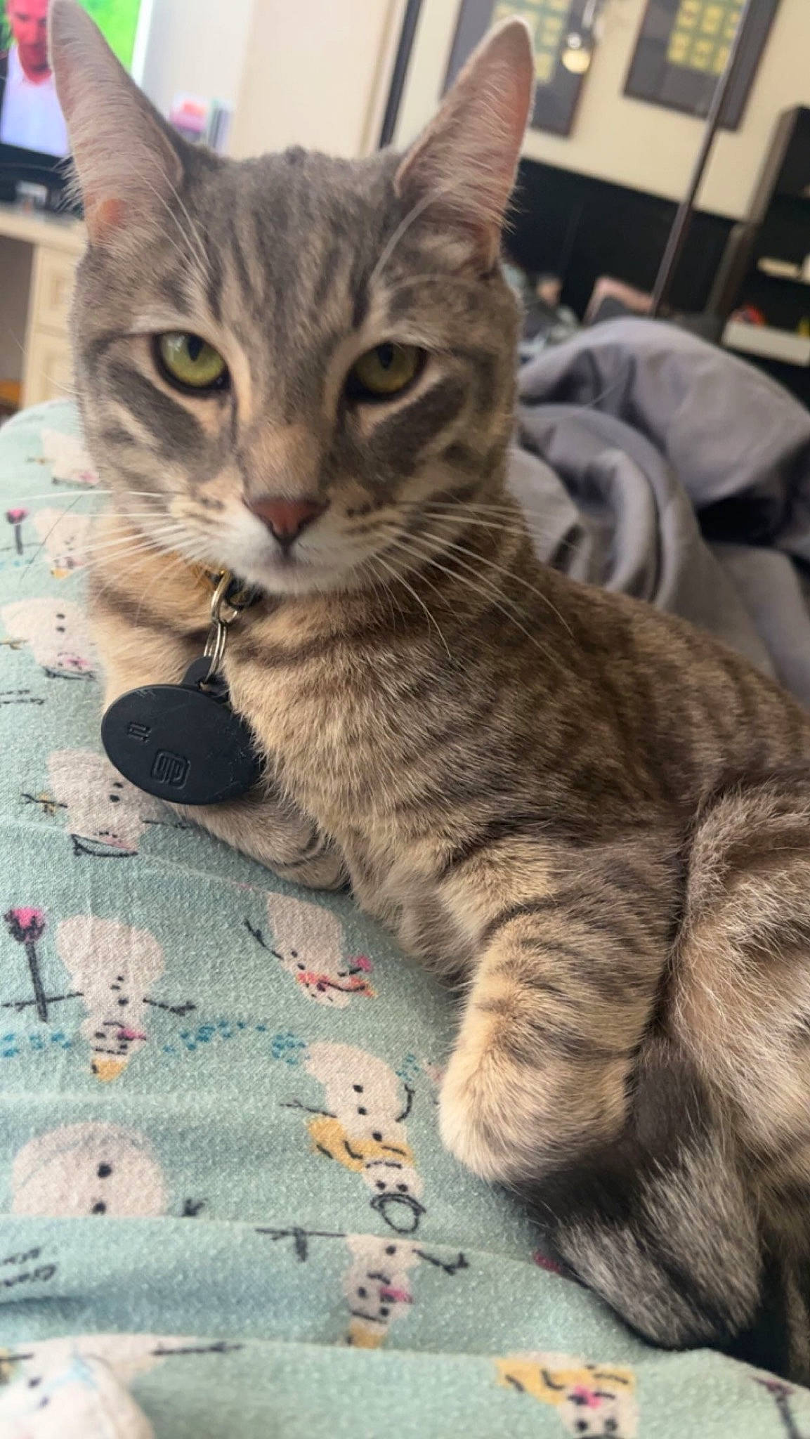 Storm is registered to the contest to win money with this photo: carnivore, cat, claw, domestic_short_haired_cat, felidae, fur, linens, pattern, paw, sitting, small_to_medium_sized_cats, snout, tail, whiskers, woven_fabric