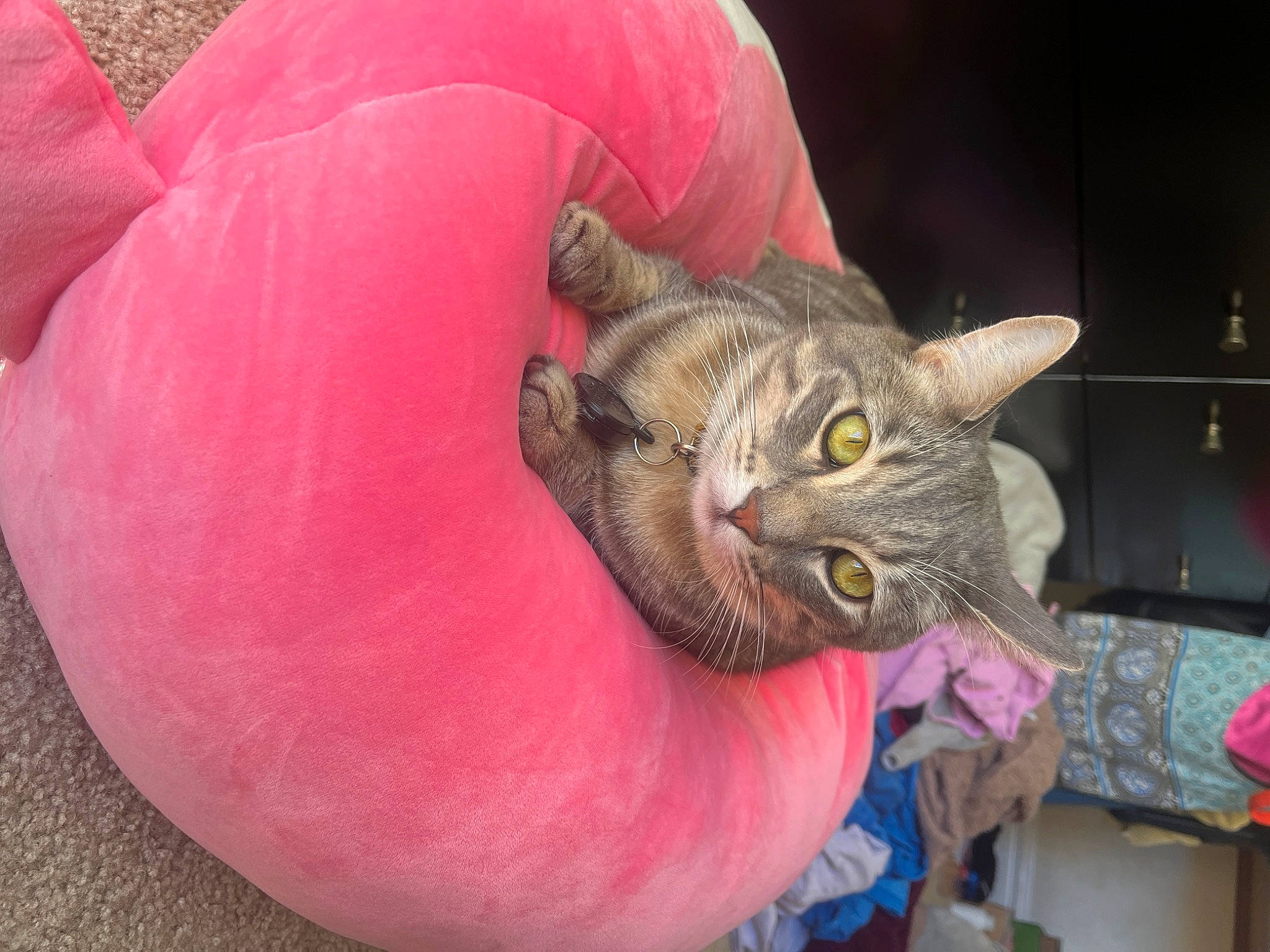 Storm is registered to the contest to win money with this photo: bean_bag, carnivore, cat, cat_bed, cat_supply, cat_toy, comfort, domestic_short_haired_cat, ear, felidae, fur, grey, magenta, plant, small_to_medium_sized_cats, snout, whiskers