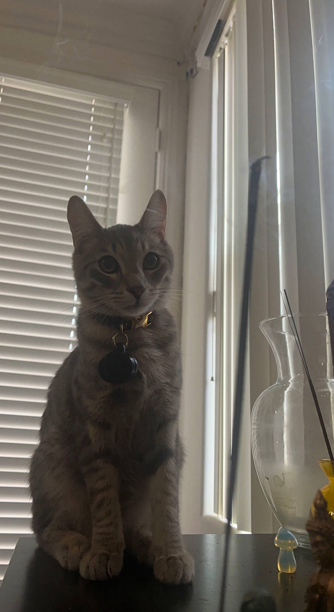 Storm is registered to the contest to win money with this photo: carnivore, cat, curtain, domestic_short_haired_cat, felidae, fur, glass, grey, houseplant, paw, plant, sitting, small_to_medium_sized_cats, snout, tail, terrestrial_animal, whiskers, window, window_treatment, wood