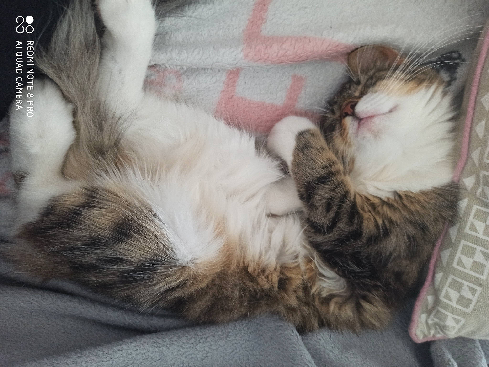 Nuggets participe au concours pour gagner de l'argent avec cette photo : aegean_cat, asian, carnivore, cat, ear, european_shorthair, felidae, fur, kitten, maine_coon, mammal, nap, norwegian_forest_cat, paw, polydactyl_cat, sleep, small_to_medium_sized_cats, tabby_cat, tail, whiskers