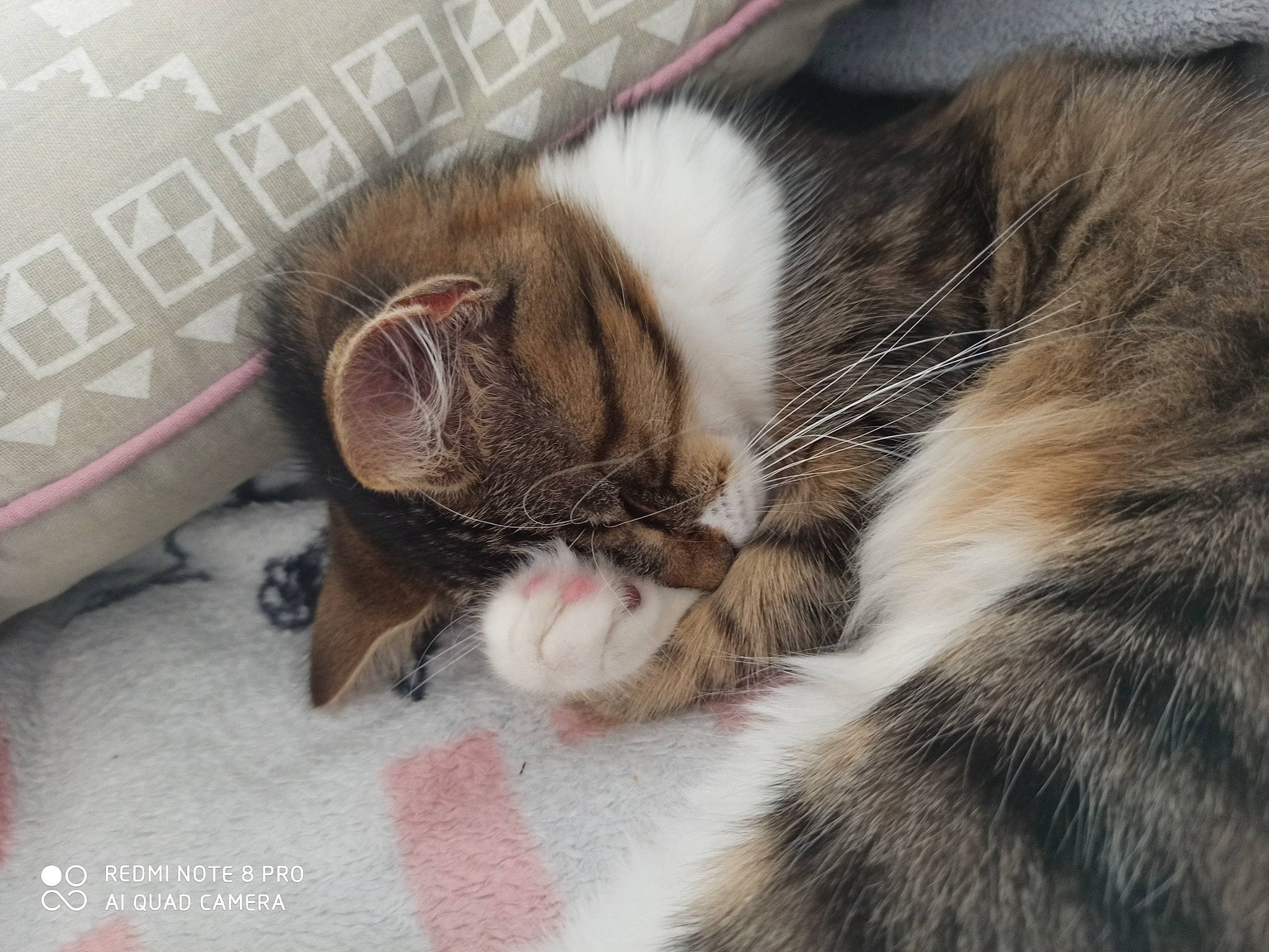 Nuggets a rejoint le concours — aidez-le/la à gagner de superbes lots ! carnivore, cat, claw, ear, european_shorthair, fawn, felidae, fur, kitten, maine_coon, mammal, nap, norwegian_forest_cat, polydactyl_cat, sleep, small_to_medium_sized_cats, tabby_cat, whiskers