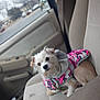 dog, small_dog, puppy, white_fur, pink_camo_jacket, pet, leash, collar, car_seat, vehicle_interior, window, blurred_background, parking_lot, cozy, portrait, expressive_eyes, front_passenger_seat, fabric_upholstery, hooded_jacket, travel