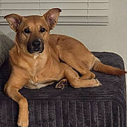 Grizzly joined the competition — help win amazing prizes! dog, brown_dog, pet, indoor, blanket, resting, animal, canine, ears, paw, looking, window_blinds, furniture, quiet, calm, relaxed, side_view, muzzle, tail, domestic_animal