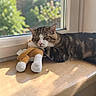 cat, tabby_cat, sleeping, pet, stuffed_animal, plush_toy, window, sunlight, indoors, wooden_surface, cozy, resting, closed_eyes, whiskers, pink_nose, striped_fur, cuddling, relaxed, home, daylight
