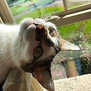 Wren joined the competition — help win amazing prizes! cat, feline, pet, close_up, whiskers, green_eyes, window_sill, sunlight, indoor, portrait, nose, ear, fur, reflection, backyard, plants, relaxed, curious, cozy, daytime