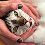 Wren is registered to the contest to win money with this photo: cat, feline, pet, green_eyes, close_up, human_hand, manicure, painted_nails, white_fur, tabby_markings, nose, whiskers, mouth, tongue, cozy, indoor, blurred_background, shallow_depth_of_field, portrait, affectionate