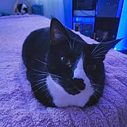 Oreo is registered to the contest to win money with this photo: cat, tuxedo_cat, pet, animal, indoor, blanket, bed, fur, whiskers, relaxed, cozy, feline, cute, resting, soft_texture, black_and_white, domestic_cat, close_up, home, quiet