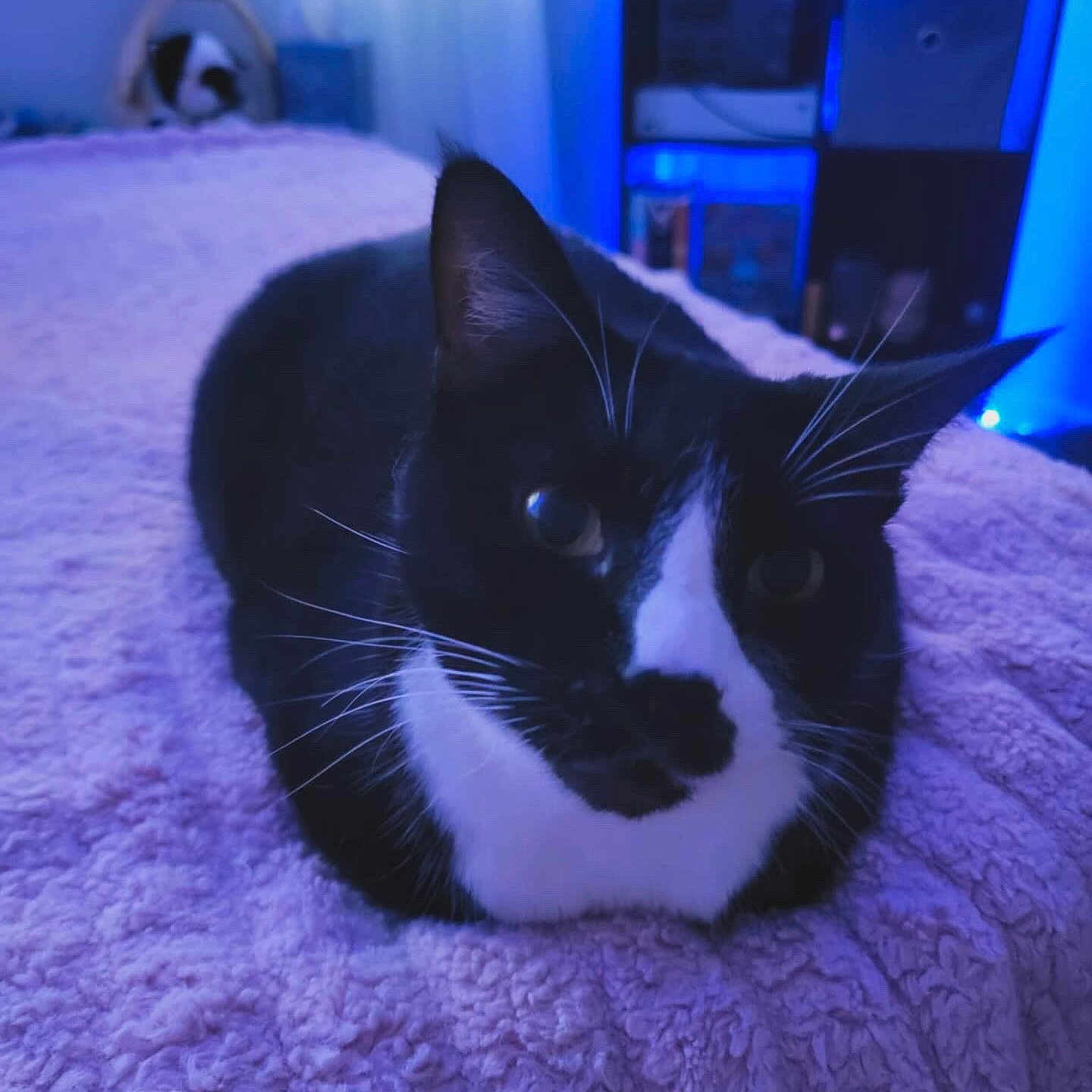 Oreo is registered to the contest to win money with this photo: animal, bed, black_and_white, blanket, cat, close_up, cozy, cute, domestic_cat, feline, fur, home, indoor, pet, quiet, relaxed, resting, soft_texture, tuxedo_cat, whiskers