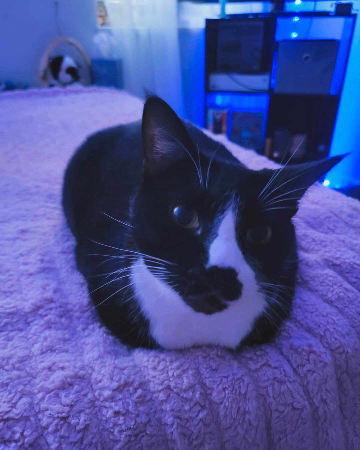 Oreo is registered to the contest to win money with this photo: cat, tuxedo_cat, pet, animal, indoor, blanket, bed, fur, whiskers, relaxed, cozy, feline, cute, resting, soft_texture, black_and_white, domestic_cat, close_up, home, quiet