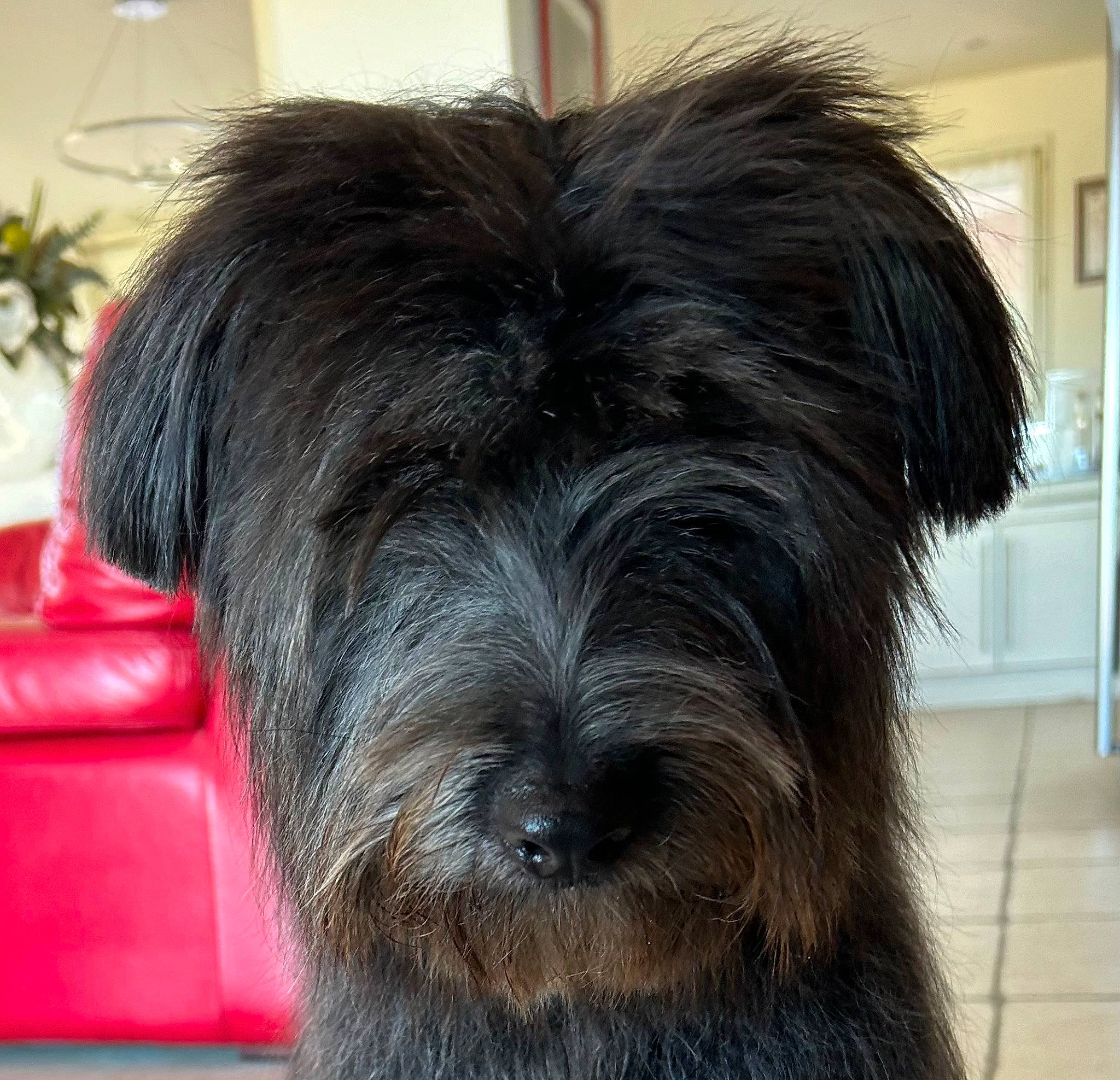 Granola a rejoint le concours — aidez-le/la à gagner de superbes lots ! canidae, carnivore, companion_dog, dog, dog_breed, flooring, fur, houseplant, liver, maltepoo, plant, small_terrier, snout, sporting_group, terrestrial_animal, terrier, toy_dog, water_dog, working_animal, yorkipoo