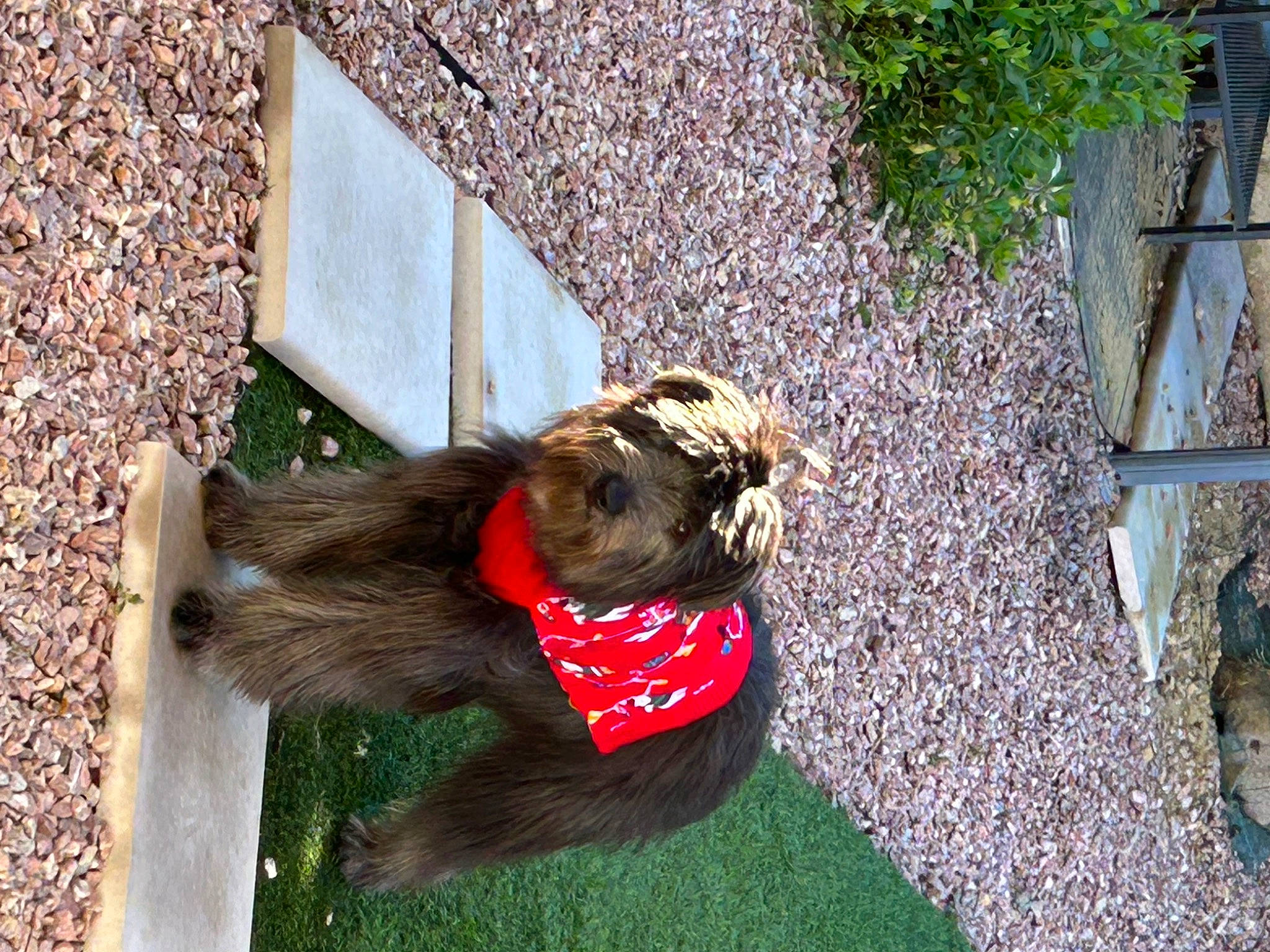 Granola a rejoint le concours — aidez-le/la à gagner de superbes lots ! canidae, carnivore, collar, companion_dog, dog, dog_breed, dog_supply, fawn, fur, grass, liver, pet_supply, plant, sporting_group, tail, terrier, toy_dog, trunk, wood, working_animal