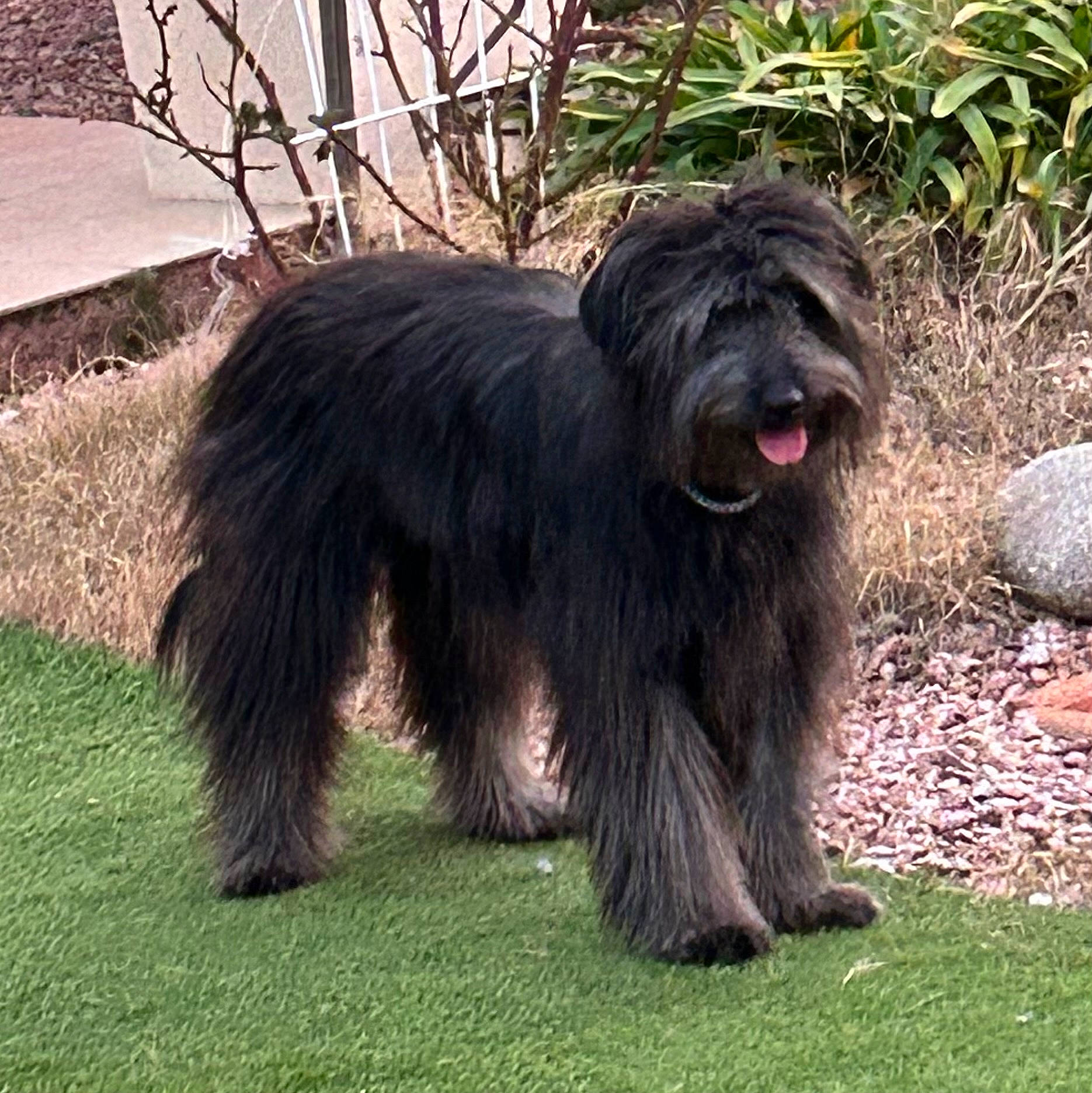 Granola participe au concours pour gagner de l'argent avec cette photo : canidae, carnivore, companion_dog, dog, dog_breed, fur, giant_dog_breed, grass, herding_dog, liver, plant, schapendoes, snout, sporting_group, tail, terrestrial_animal, terrier, working_animal, working_dog