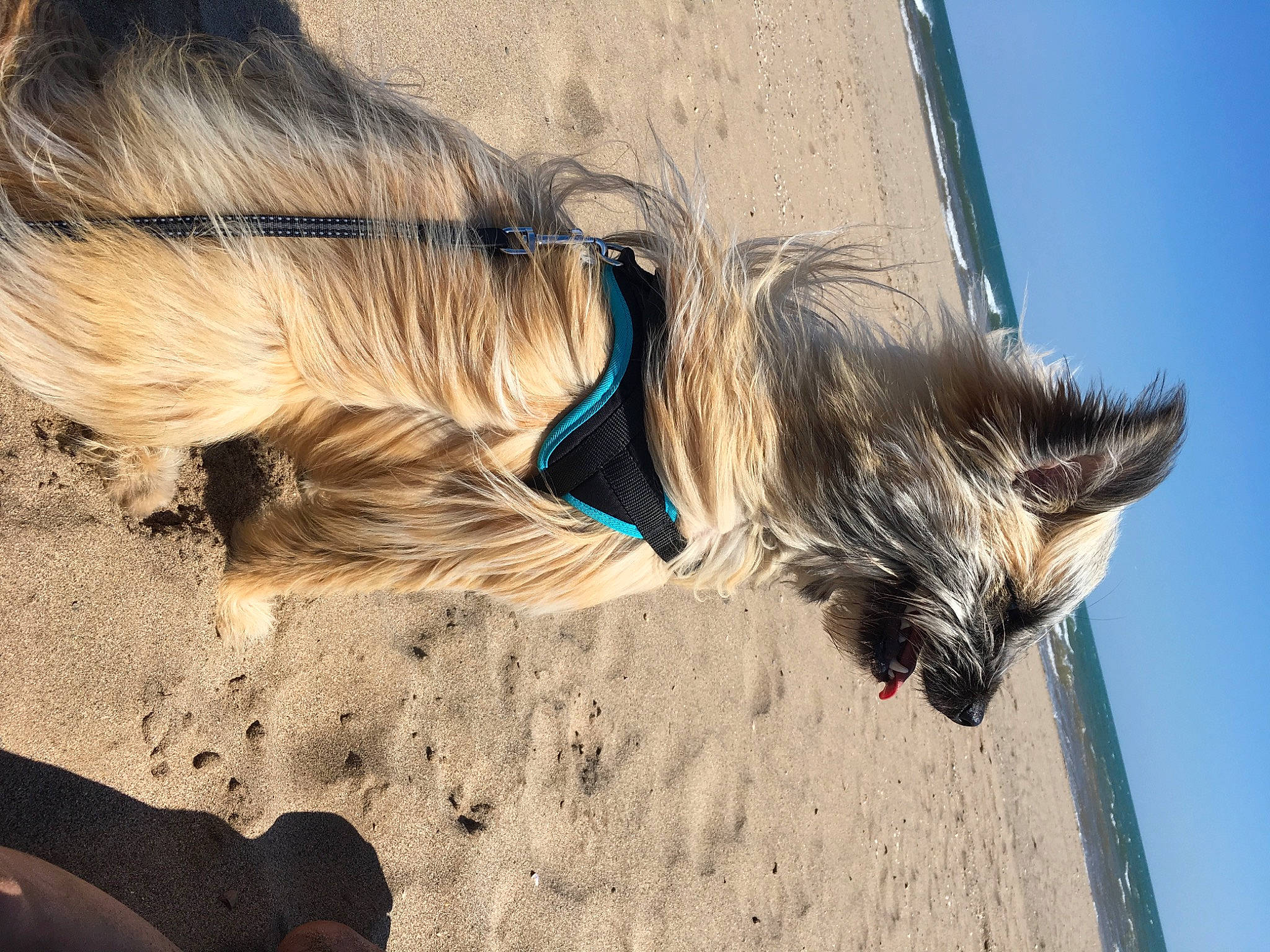 Nuts participe au concours pour gagner de l'argent avec cette photo : beach, canidae, carnivore, companion_dog, dog, dog_breed, dog_collar, electric_blue, fashion_accessory, fawn, feather, fur, human_leg, leash, sand, sky, soil, tail, terrier, wood