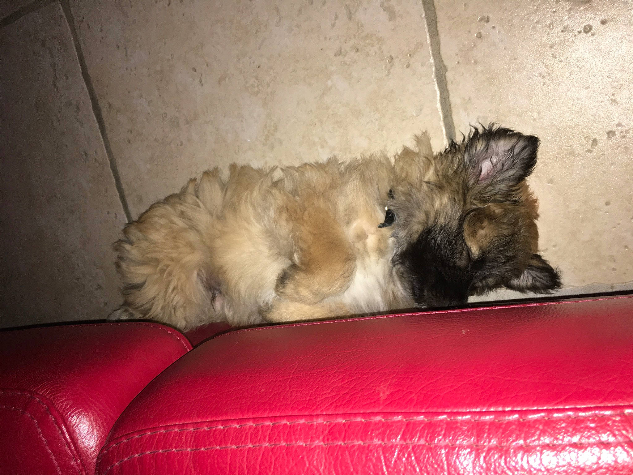 Nuts a rejoint le concours — aidez-le/la à gagner de superbes lots ! canidae, carnivore, cat, claw, comfort, companion_dog, couch, dog_breed, fawn, felidae, fur, nap, paw, small_to_medium_sized_cats, snout, sporting_group, studio_couch, tail, terrestrial_animal, whiskers