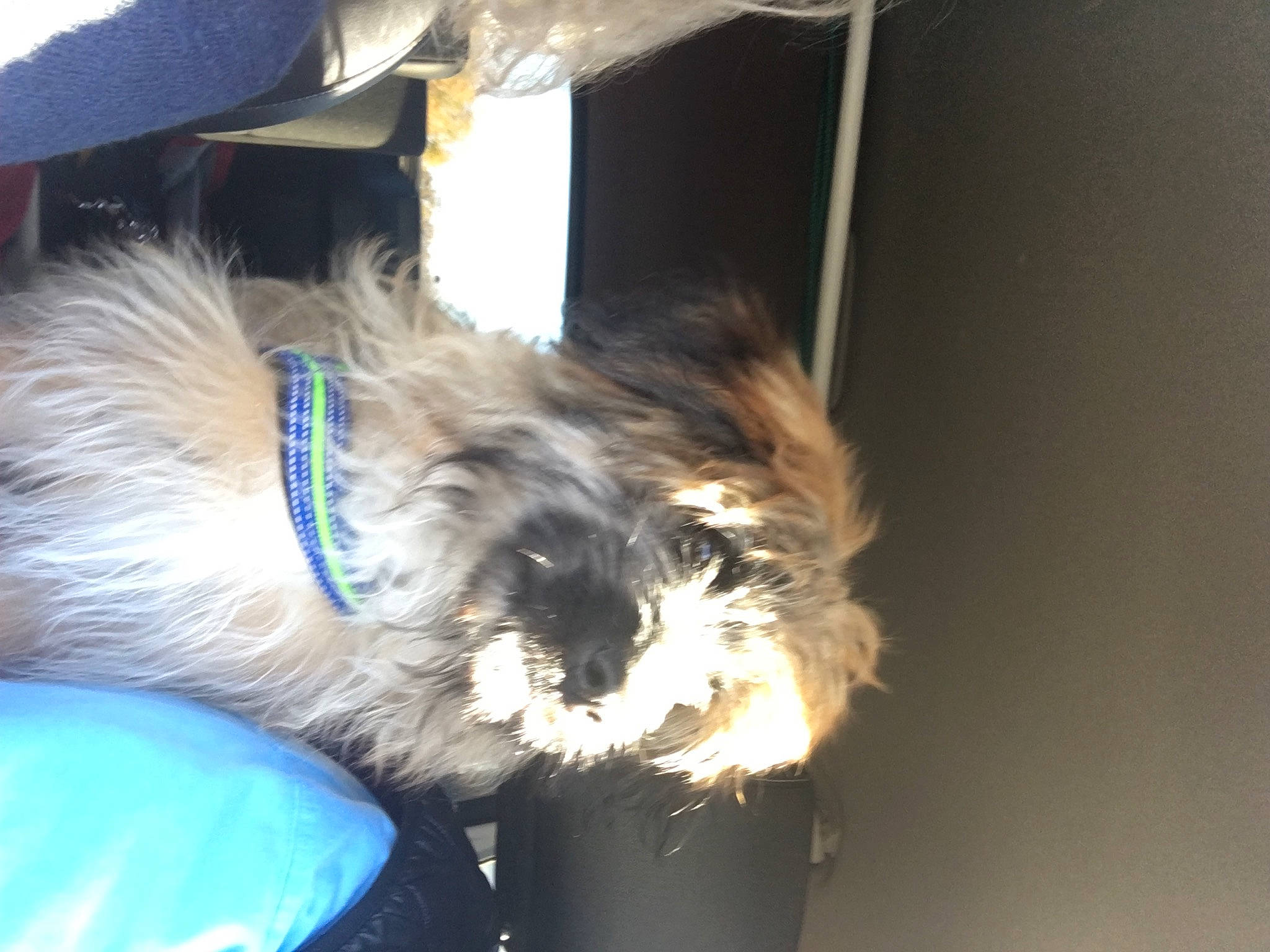 Nuts participe au concours pour gagner de l'argent avec cette photo : canidae, carnivore, companion_dog, dog, dog_breed, dog_supply, electric_blue, fawn, felidae, fur, liver, paw, small_terrier, small_to_medium_sized_cats, snout, sporting_group, tail, terrier, toy_dog, whiskers