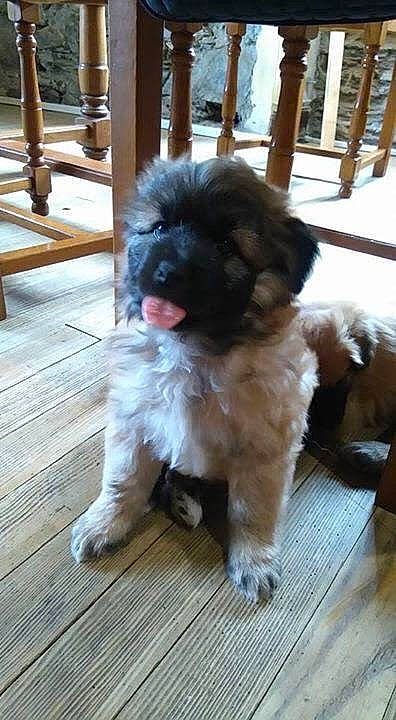 Nuts a rejoint le concours — aidez-le/la à gagner de superbes lots ! canidae, carnivore, companion_dog, dog, dog_breed, fawn, flooring, fur, hardwood, liver, maltepoo, shih_tzu, small_terrier, snout, sporting_group, tail, terrier, toy_dog, wood, working_animal