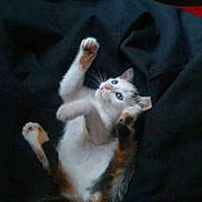 Sakura participe au concours pour gagner de l'argent avec cette photo :